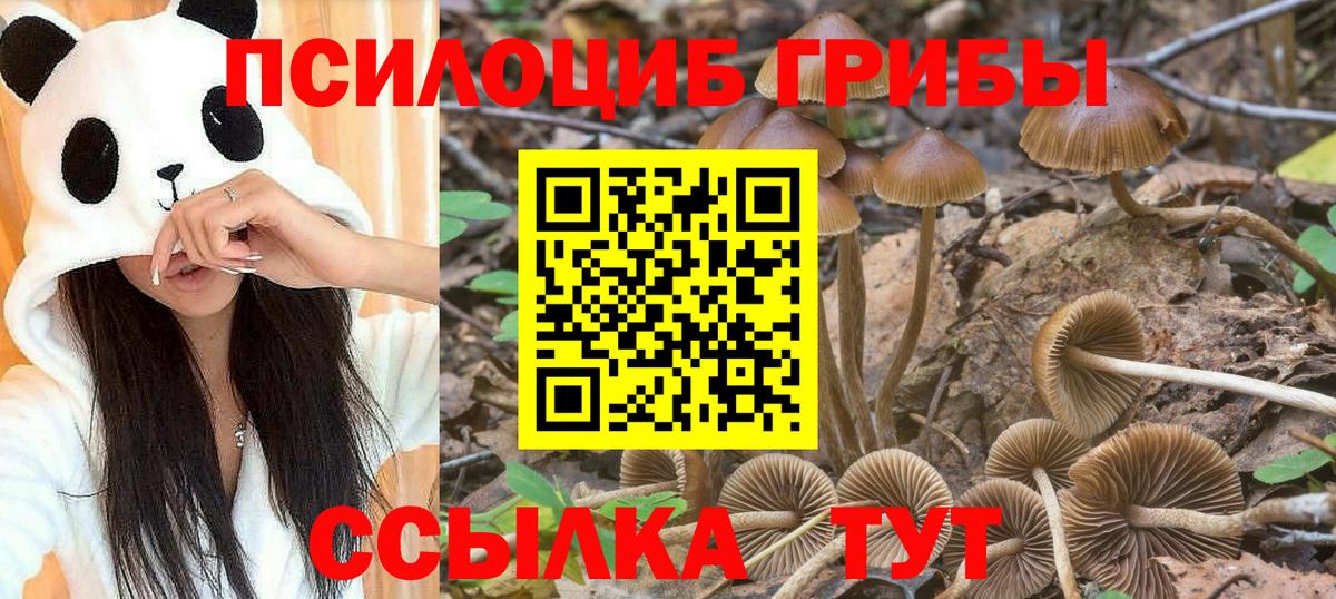 Боровичи  Галлюциногенные грибы Magic Shrooms  Псилоцибиновые грибы GOLDEN TEACHER  что такое наркотик  Вход с VPN 